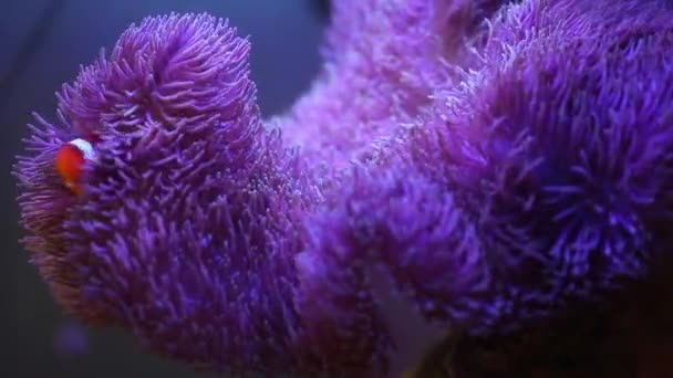 Anemon morski w akwarium morskim z rybami Nemo — Wideo stockowe
