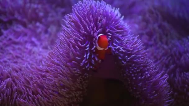 Anêmona marinha em um aquário marinho com peixes Nemo — Vídeo de Stock