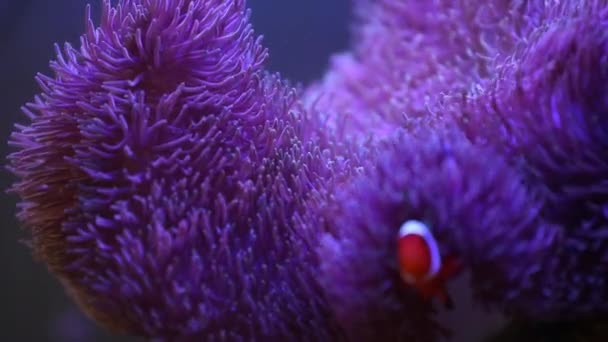 Havsanemon i ett akvarium med Nemo fisk — Stockvideo