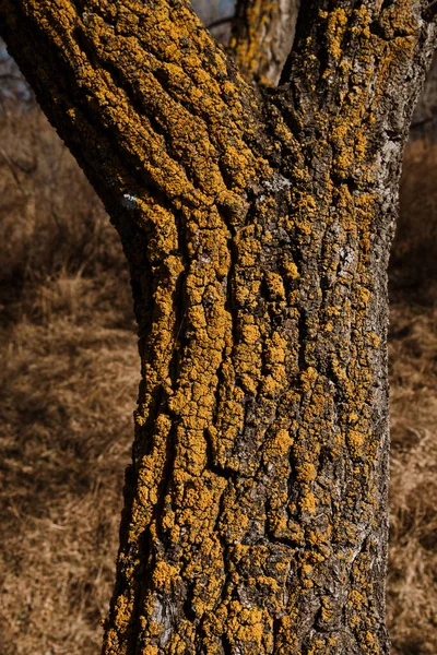 La struttura del legno della corteccia è gialla dalla muffa e dalla muffa — Foto Stock