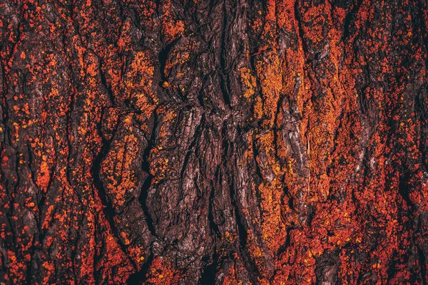 Struttura della corteccia di legno bruciante, carboni, luce rossa — Foto Stock