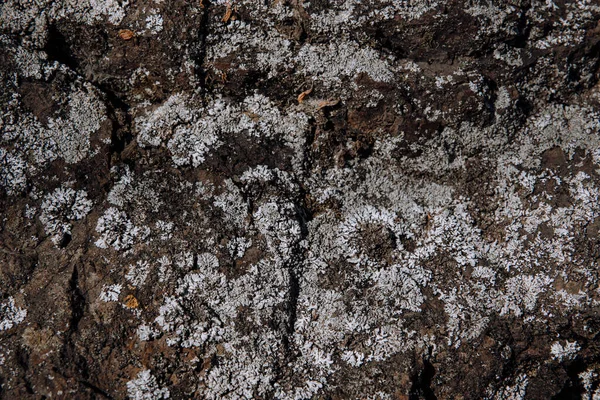 Pietra scogliera struttura di montagna, precipizio superficie dello sfondo roccioso. — Foto Stock