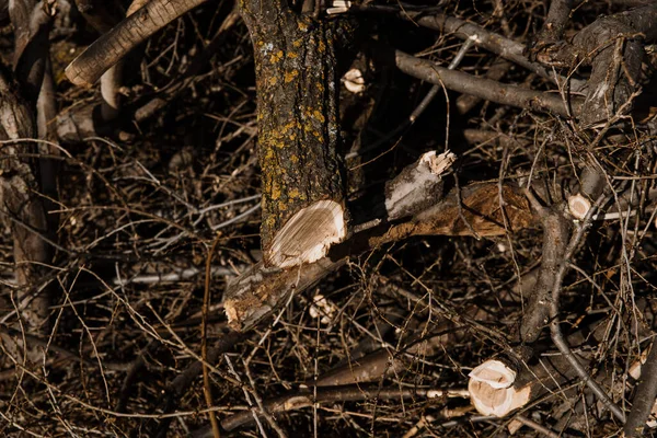 Tagliare alberi nella foresta, impilati uno sopra l'altro, vista dei tronchi tagliati — Foto Stock
