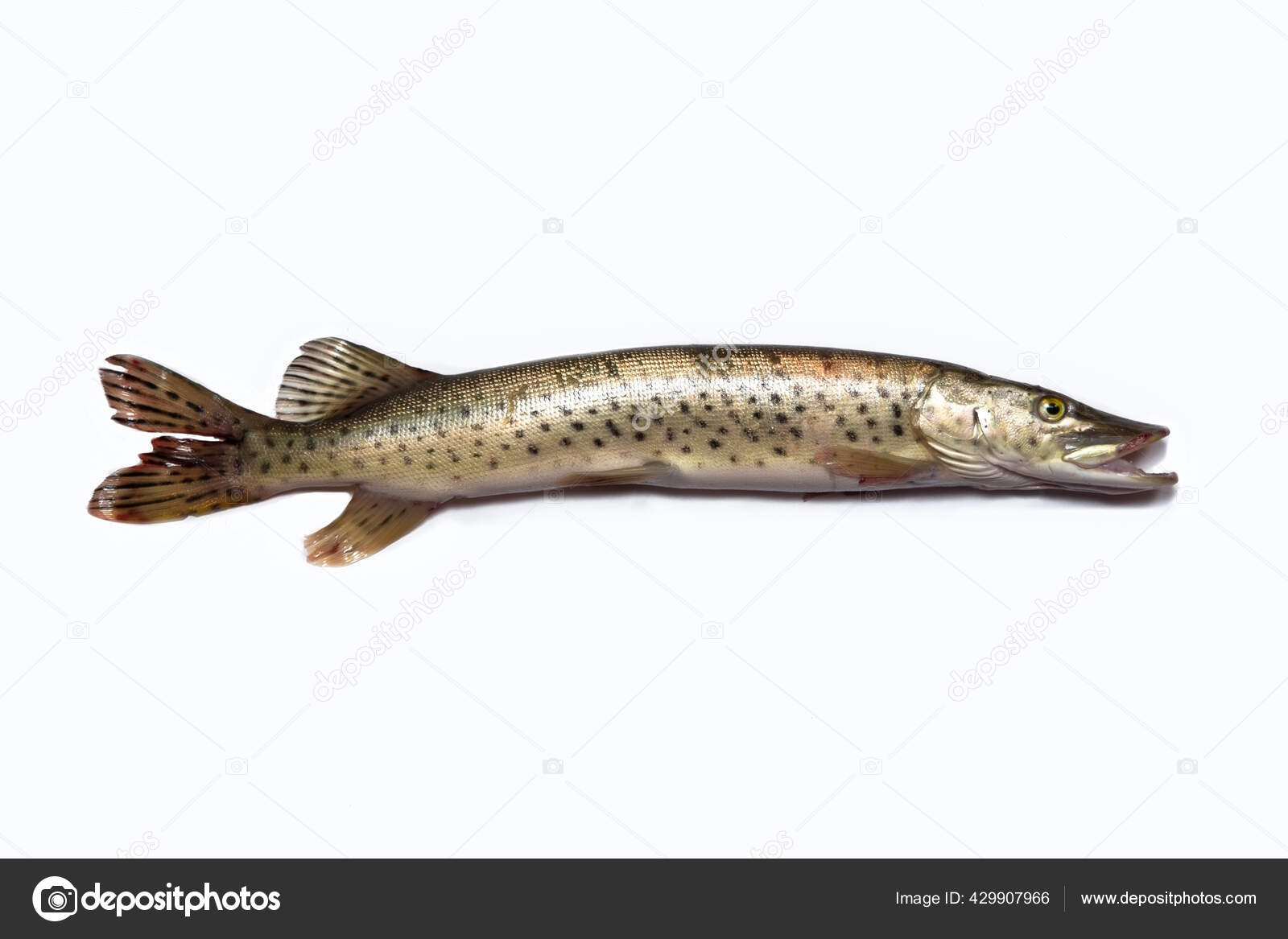 Pike and Lure Lying on White Background Stock Image - Image of