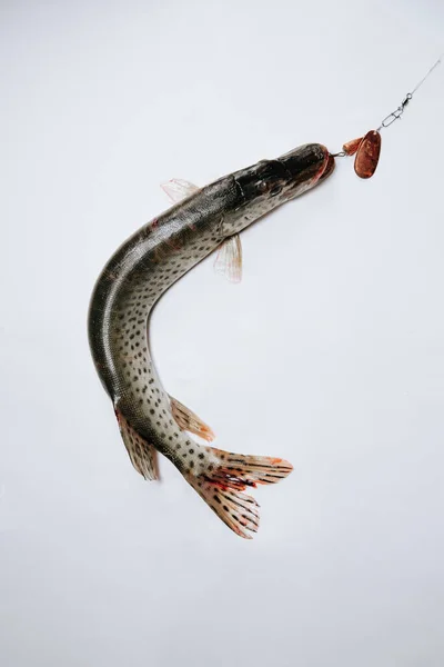 Pike fish with an open mouth lies on a white background. With bait — Stock Photo, Image