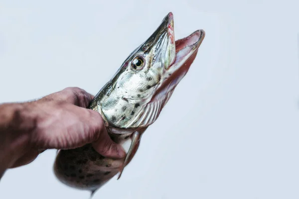 Pique peixes com uma boca aberta encontra-se em um fundo branco. — Fotografia de Stock