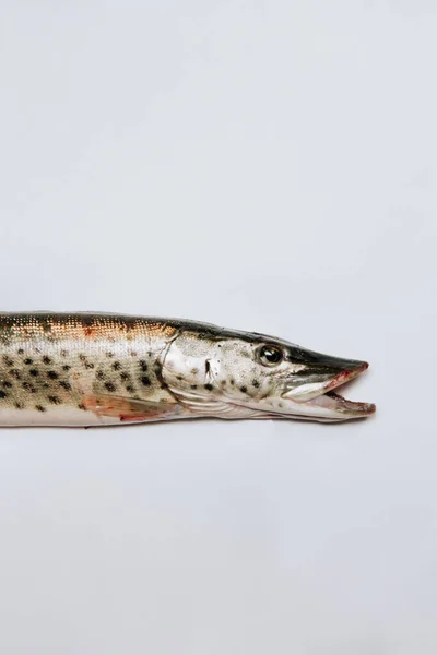 Hechtfisch mit offenem Maul liegt auf weißem Hintergrund. — Stockfoto