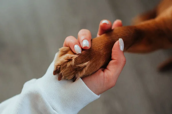 En kvinnlig hand håller en hund tass — Stockfoto