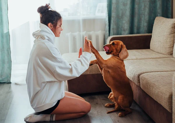 Cão em casa, dá uma pata de meninas, lambe os lábios — Fotografia de Stock