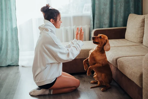 Menina treina cão em casa, ficar em duas pernas — Fotografia de Stock