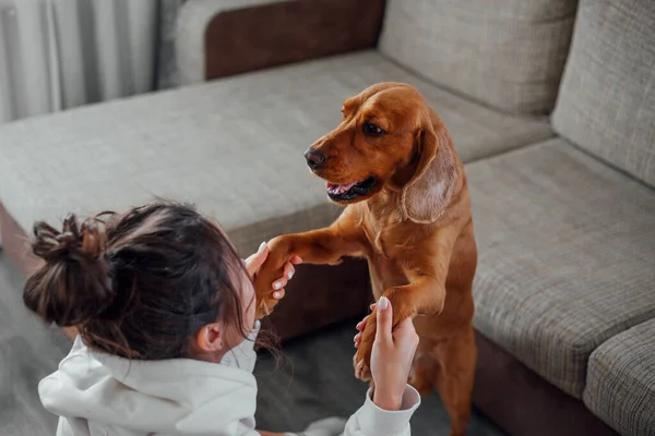 Uma menina em casa brinca com um cachorro Cocker Spaniel, tomando suas patas — Fotografia de Stock