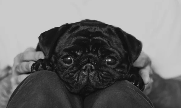 Zwarte pug op een mannenschoot, verdrietig — Stockfoto