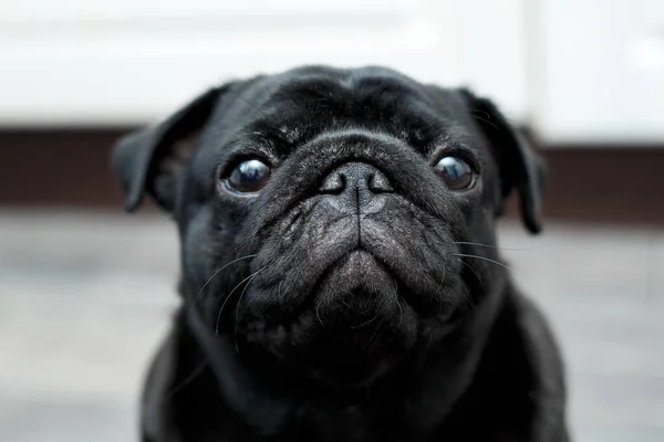 Portrait d'un chien carlin noir, regardant droit — Photo