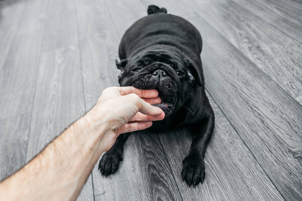 animal husbandry, fist over dog black pug