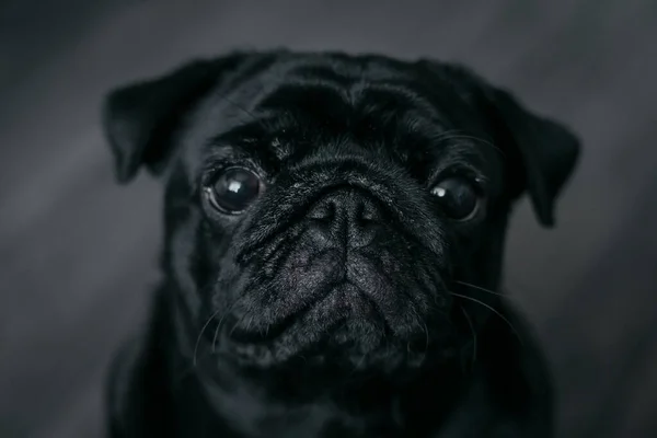 Siyah bir köpek portresi, dümdüz görünüyor.