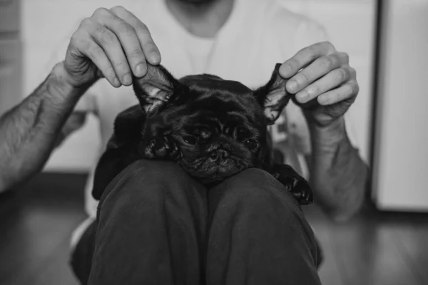 Portrait d'un chien carlin noir, regardant droit — Photo