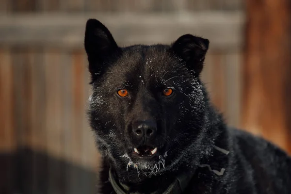 Um cão de guarda acorrentado. Close up de cachorro grande na cadeia sentado perto da casa. — Fotografia de Stock