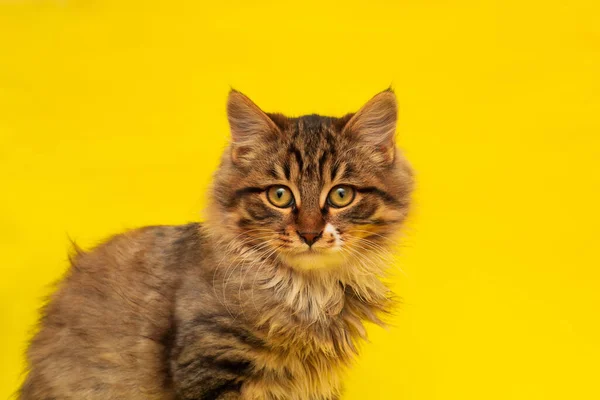 털이 길고 우스꽝 스러운 작은 고양이, — 스톡 사진