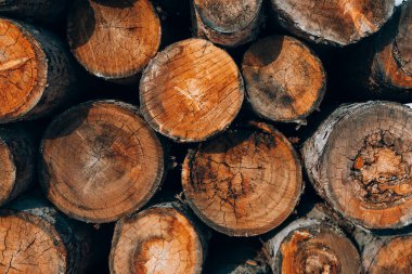 Kozalaklı ormanın dokusu katlanmış, ağaçların kesilmesi, yakacak odun.