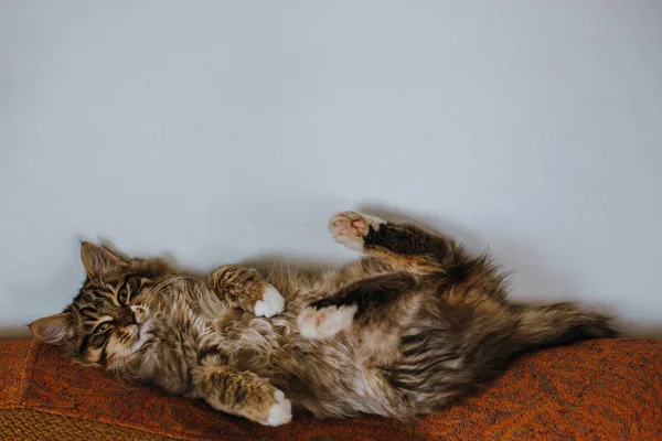 Gatinho engraçado quintal com cabelo comprido, — Fotografia de Stock