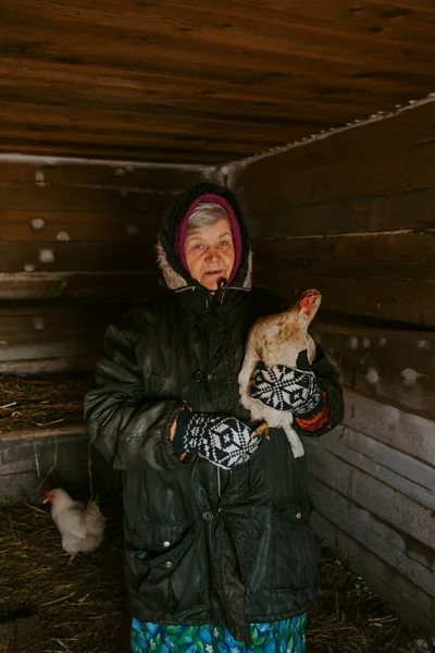 Пожилая русская крестьянка держит в руках курицу. — стоковое фото