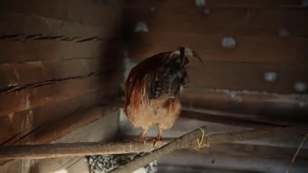 Rus kırsalında kızarmış tavuk yetiştirmek için kümes hayvanları çiftliği, Saray — Stok video