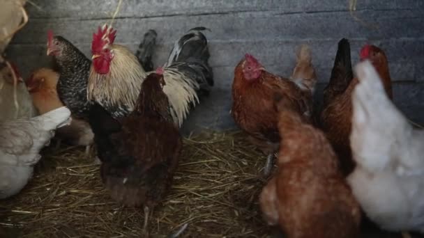 Granja avícola para la cría de pollos de engorde en el campo ruso, Saray — Vídeo de stock