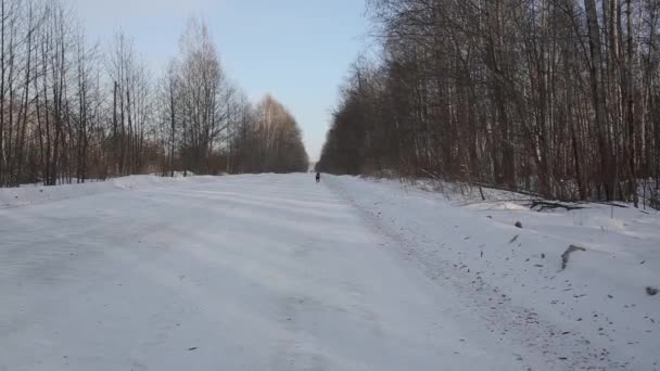 Hond loopt door het bos, in de winter — Stockvideo