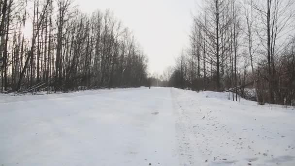 Hund läuft im Winter durch den Wald — Stockvideo