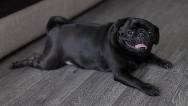 Retrato de un cachorro negro, de perfil — Vídeo de stock