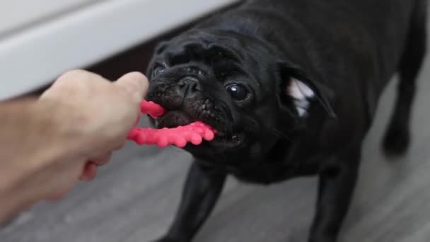 Portret van een zwarte pug hond, in profiel — Stockvideo