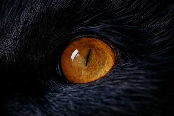 Un œil du chat est orange, sur le fond de laine — Photo