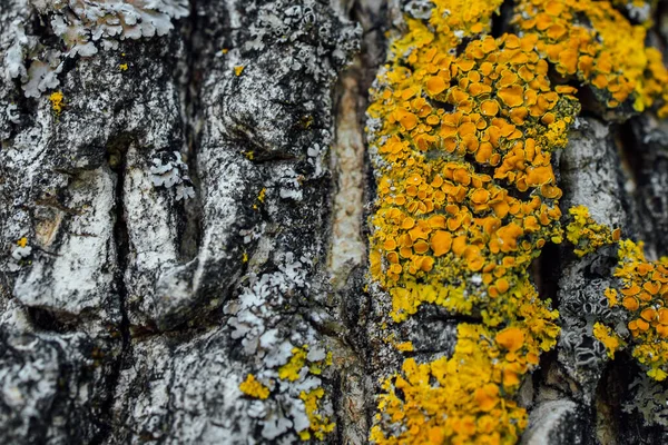 Vista ravvicinata di un pezzo di vecchia corteccia d'albero incrinata, texture ad alta risoluzione — Foto Stock