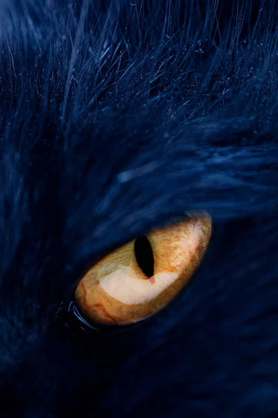 털 뒤쪽에 있는 고양이의 눈은 주황색이다 — 스톡 사진