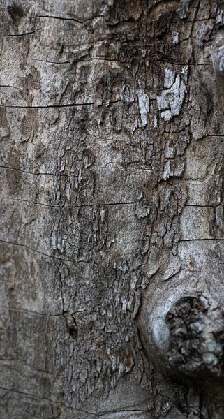 Vista ravvicinata di un pezzo di vecchia corteccia d'albero incrinata, texture ad alta risoluzione — Foto Stock