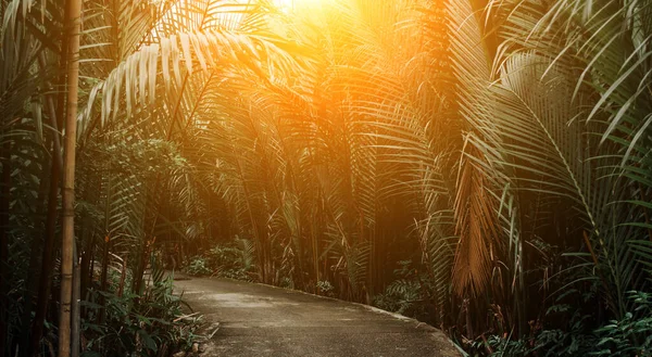 Jungle path on the background of sunset