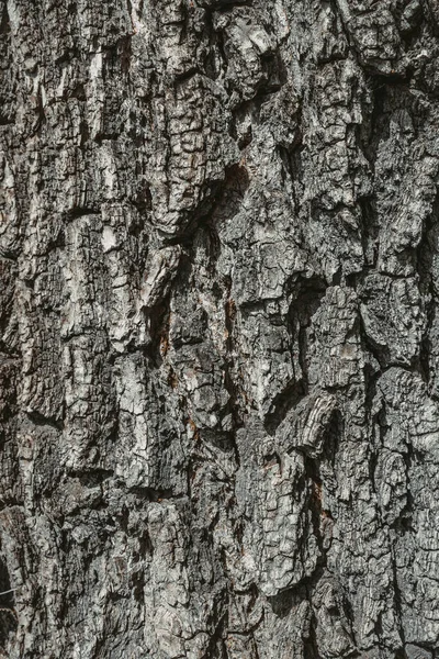 Vista ravvicinata di un pezzo di vecchia corteccia d'albero incrinata, texture ad alta risoluzione — Foto Stock