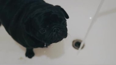 Black Pug Dog musluktan su içer ve hıçkırık tutar.