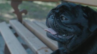 Siyah bir köpeğin portresi. Yakından, dilini sıcacık uzattı.