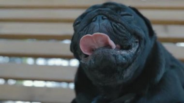 Siyah bir köpeğin portresi. Yakından, dilini sıcacık uzattı.