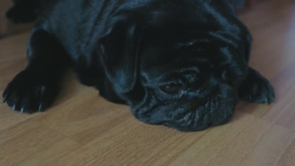 Negro Pug perro se queda dormido, cierra los ojos, — Vídeo de stock