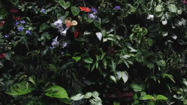 Forêt tropicale, buissons fleuris, orchidée — Video