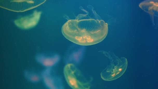Una bandada de medusas, nadando en el mar azul — Vídeos de Stock
