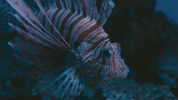 Pez león nada en el mar, Marco disparando — Vídeo de stock