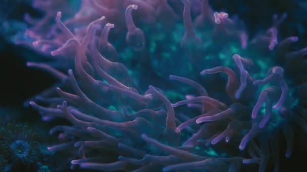 Anémona de burbuja marina, verde brillante — Vídeos de Stock