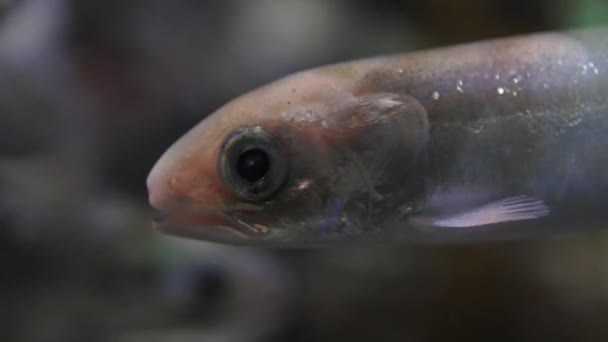 Retrato de um peixe de água doce com grandes olhos — Vídeo de Stock