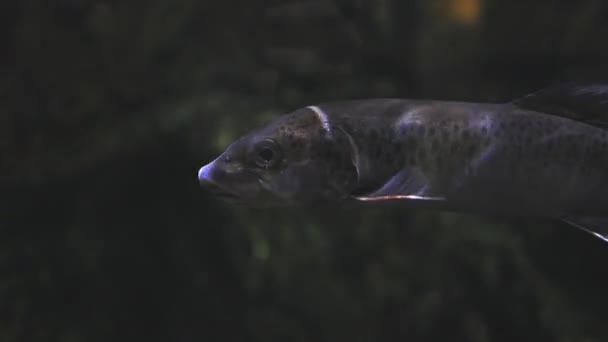 Retrato de peces de agua dulce en el río — Vídeos de Stock