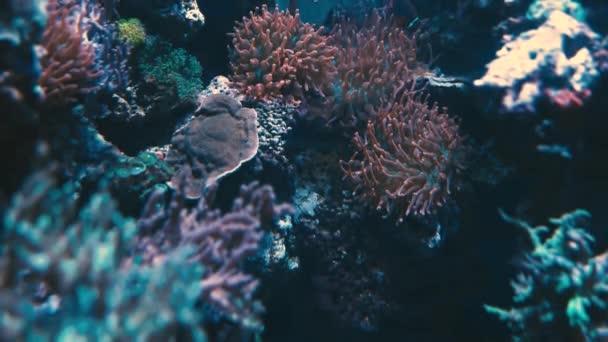 Symbiose van een clownvis en een anemoon — Stockvideo