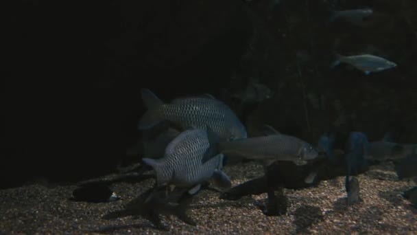 Zoetwatervissen onder water, karper — Stockvideo