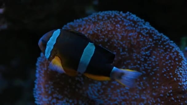 Simbiosi di un pesce pagliaccio e un anemone — Video Stock